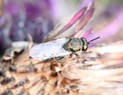 Pteromalus sp.