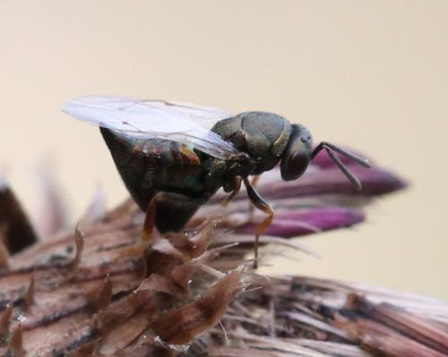 Réf. 126 050 : Pteromalus sp.