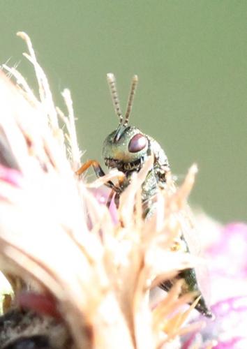 Pteromalus sp.
