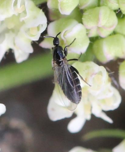 Anapausis sp.