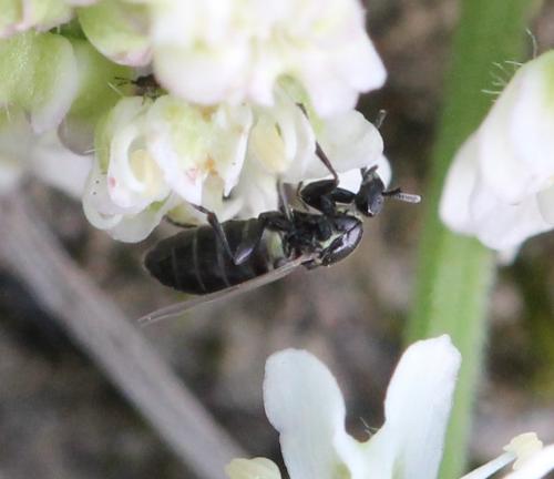 Anapausis sp.