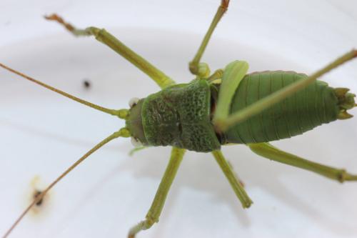 Uromenus rugosicollis