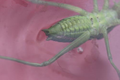 Uromenus rugosicollis