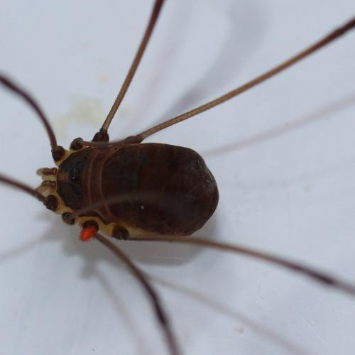 Leiobunum sp.