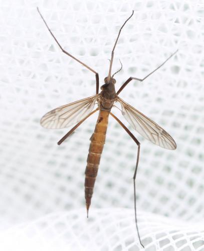 Nigrotipula nigra