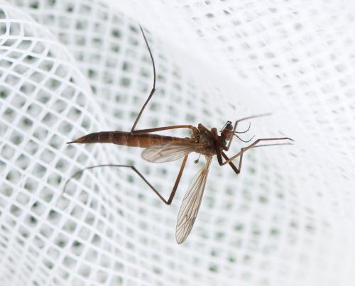 Nigrotipula nigra
