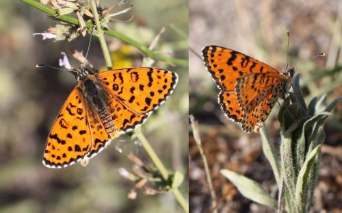 Melitaea didyma