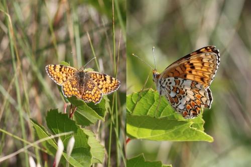 Réf. 126 165 : Melitaea phoebe