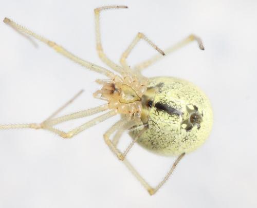 Enoplognatha latimana