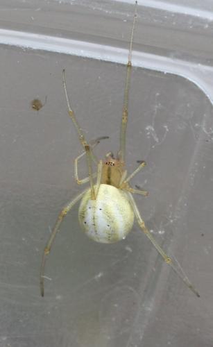 Enoplognatha latimana