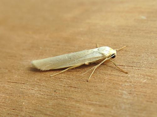 Réf. 126 934 : Eilema pseudocomplana