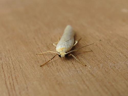 Réf. 126 935 : Eilema pseudocomplana