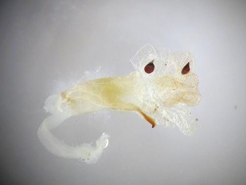 Réf. 126 955 : Eilema pseudocomplana