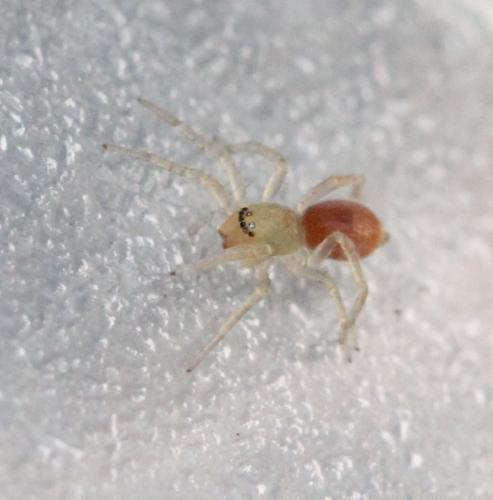 Clubiona sp.
