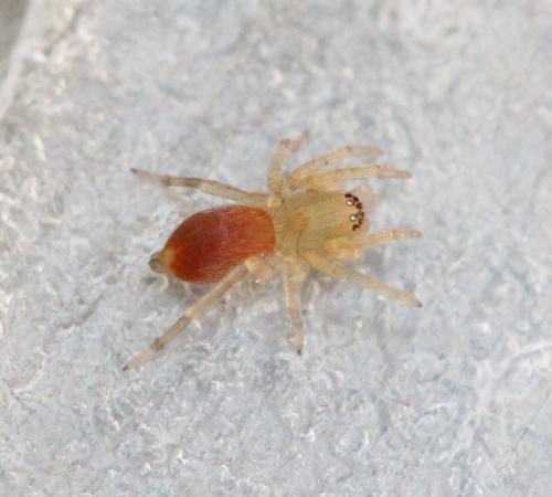 Réf. 126 351 : Clubiona sp.