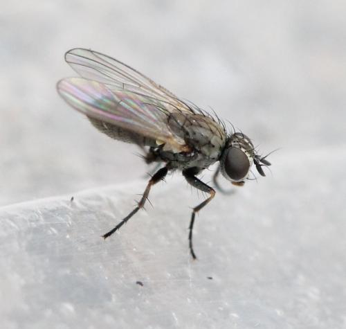 Coenosia sp.