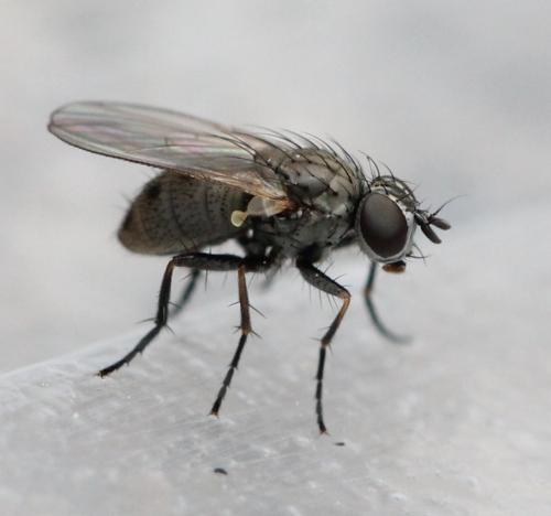 Réf. 126 353 : Coenosia sp.