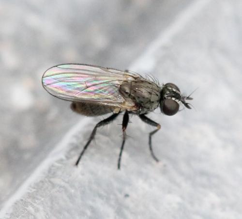 Coenosia sp.