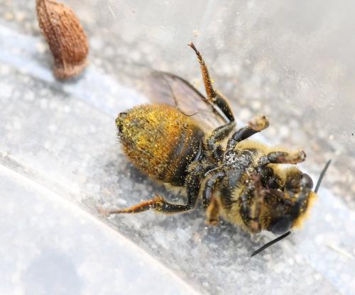 Megachile centuncularis