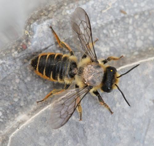Réf. 126 397 : Megachile centuncularis