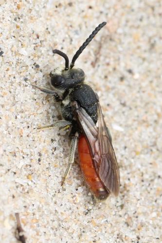 Réf. 126 641 : Sphecodes albilabris