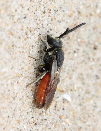 Réf. 126 640 : Sphecodes albilabris