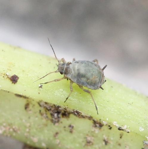 Réf. 126 703 : Dysaphis sp.