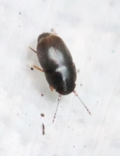 Acrotrichis sp.