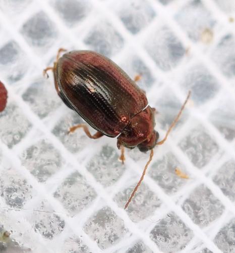 Réf. 126 893 : Crepidodera aurea