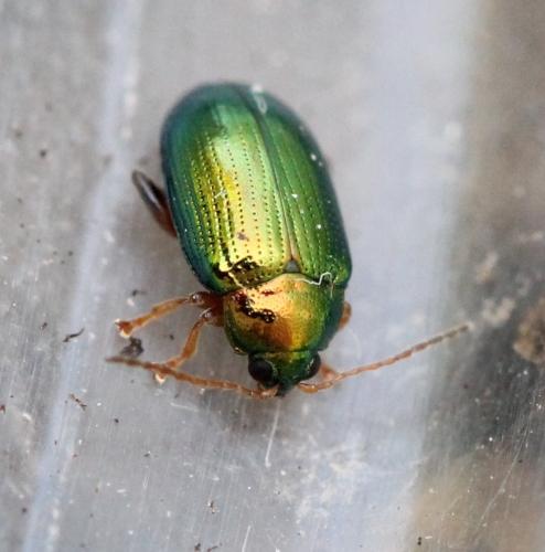 Réf. 126 894 : Crepidodera aurea
