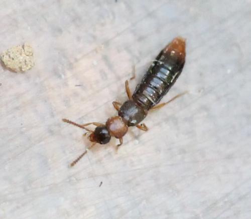 Leptusa ruficollis