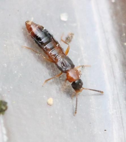 Leptusa ruficollis