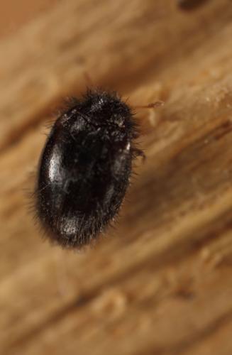 Réf. 126 482 : Trinodes hirtus