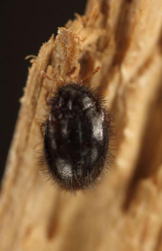 Réf. 126 484 : Trinodes hirtus