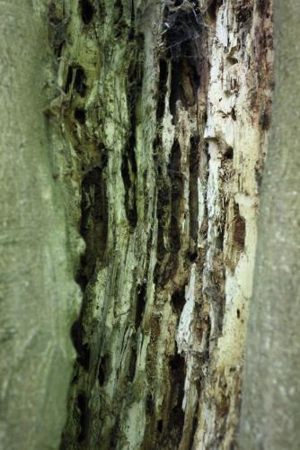 Réf. 126 481 : Trinodes hirtus