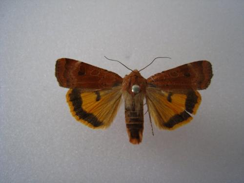 Réf. 126 530 : Noctua interposita