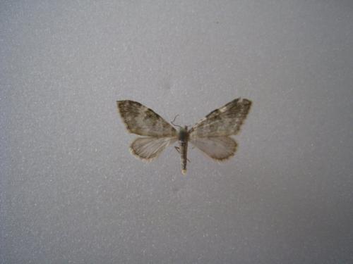 Perizoma incultaria