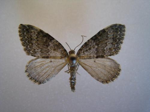 Réf. 126 554 : Entephria caesiata