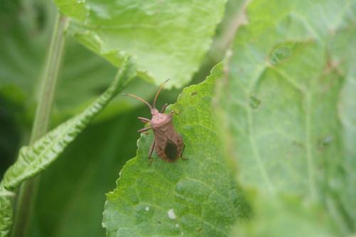 Coreus marginatus
