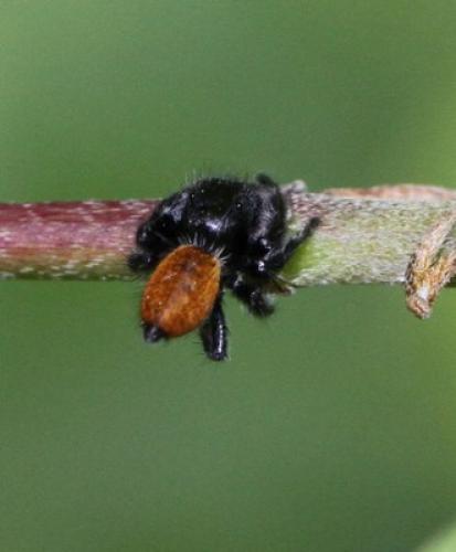Carrhotus xanthogramma