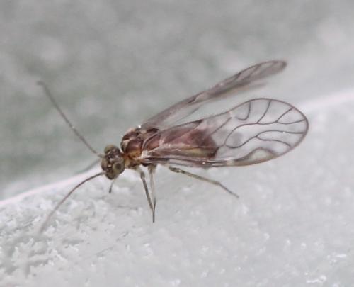 Philotarsus parviceps