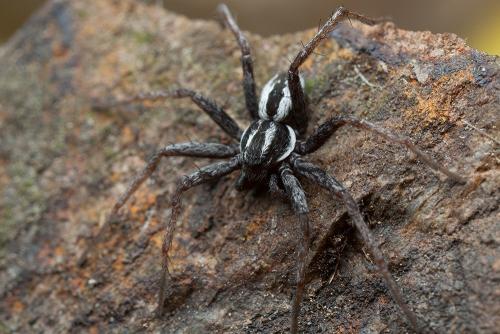 Réf. 126 036 : Thanatus vulgaris