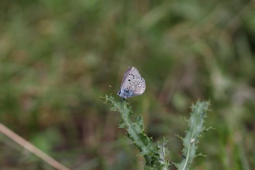 Polyommatus escheri