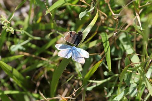 Polyommatus damon