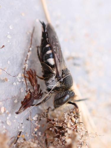 Coelioxys sp.