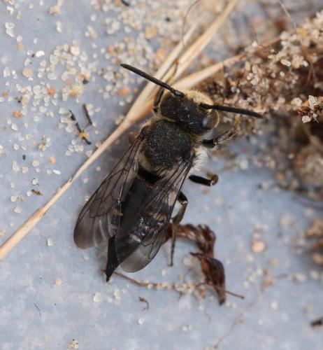 Réf. 126 131 : Coelioxys sp.