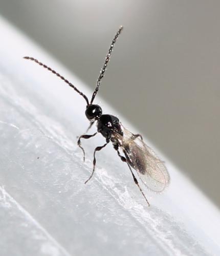 Réf. 126 128 : Trichopria sp.