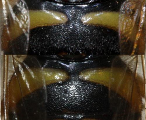 Chrysotoxum divers