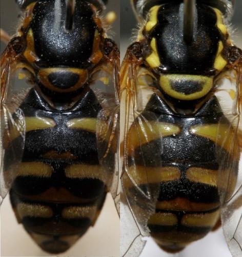 Chrysotoxum divers