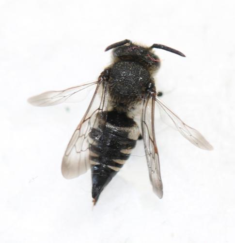 Coelioxys sp.